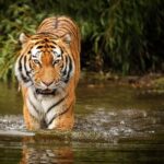 Sundarban_Travel_Tiger
