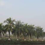 Bhola District