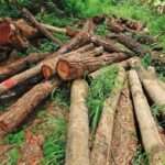 গাছ পালা কর্তন